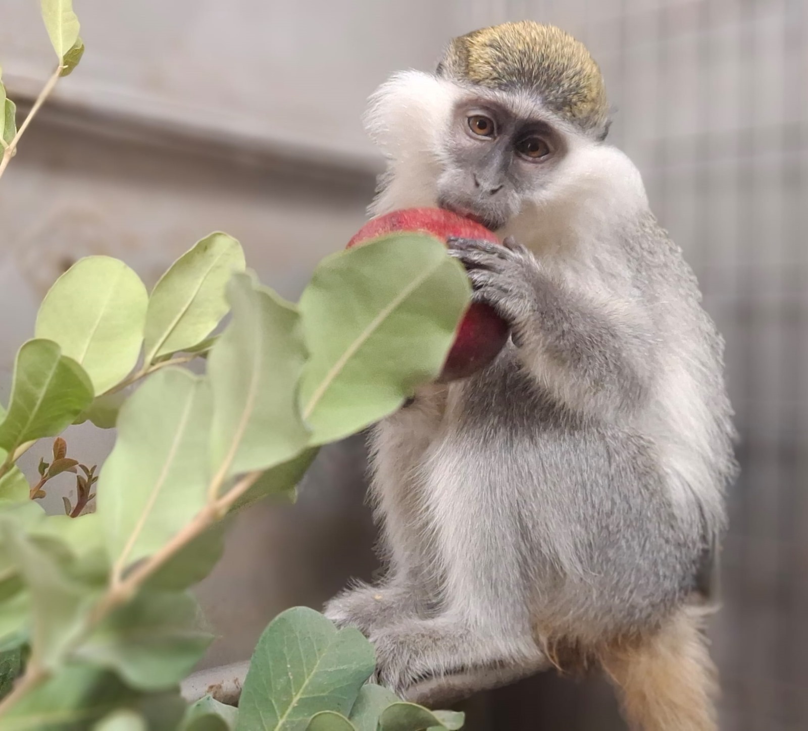 נלכדה קופת הגנון